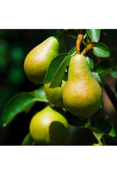 Груша звичайна Милена